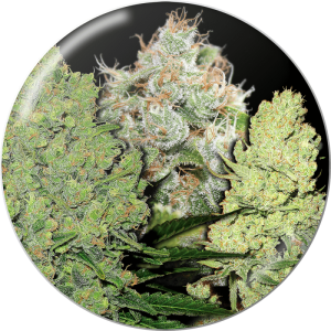 Medical Seeds Coleccion 1