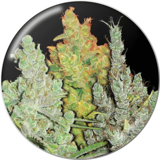 Medical Seeds Coleccion 2