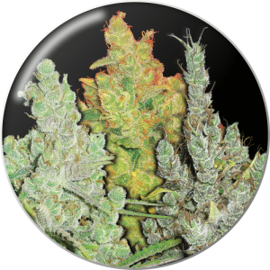 Medical Seeds Coleccion 2