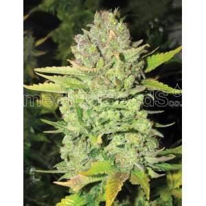 Medical Seeds Devil Fruit