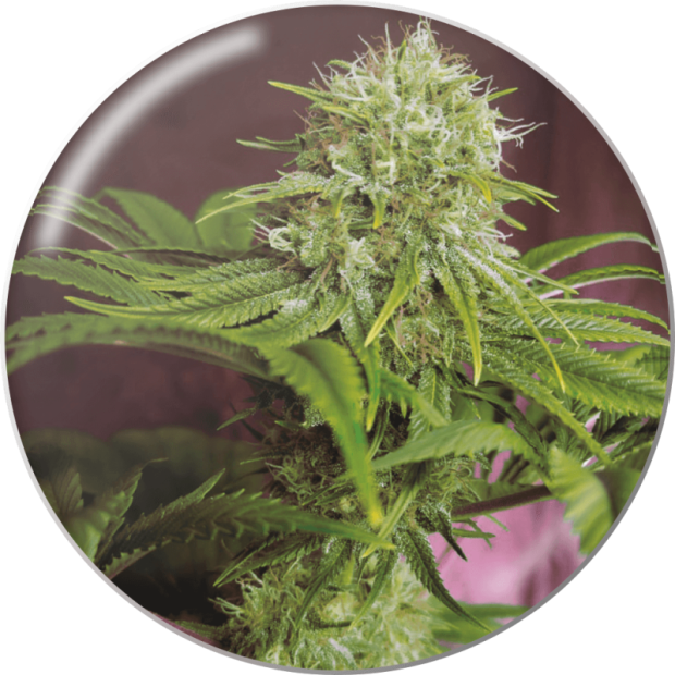 Medical Seeds Elixir Vitae CBD