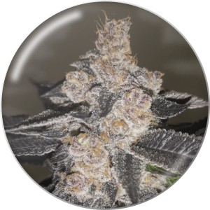 Medical Seeds Gelato 242