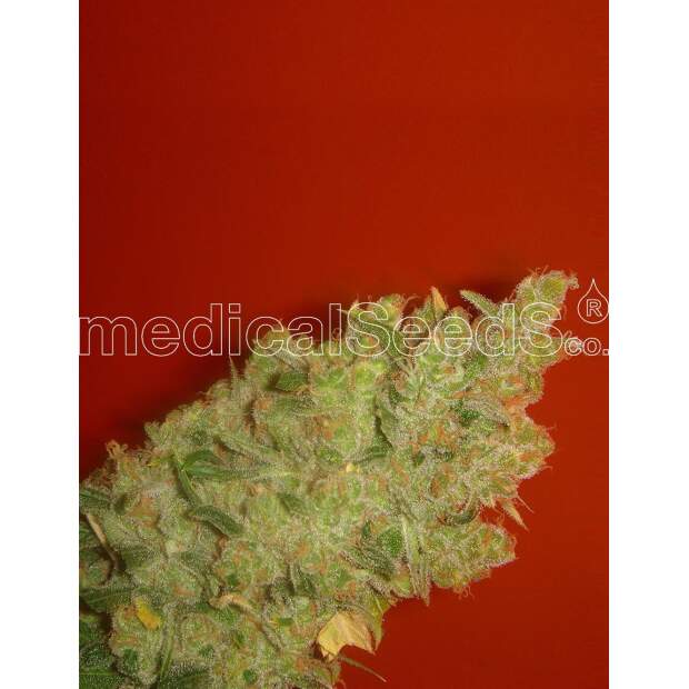 Medical Seeds Jack La Mota