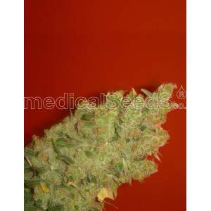 Medical Seeds Jack La Mota