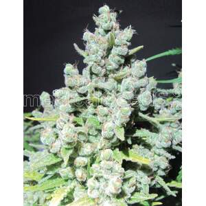 Medical Seeds Malakoff