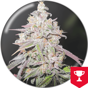 Medical Seeds Mendocino Chanel Kush