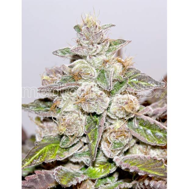 Medical Seeds Mendocino X Purple Kush