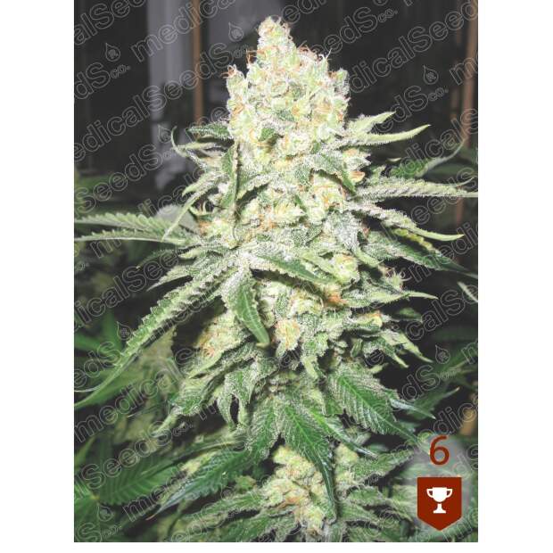 Medical Seeds No Name