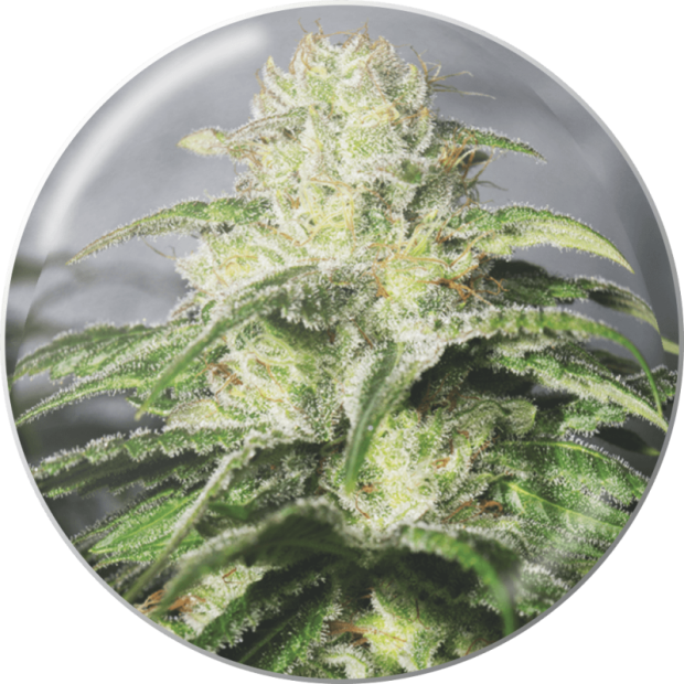 Medical Seeds OG Kush CBD