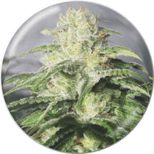 Medical Seeds OG Kush CBD