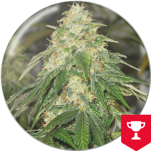 Medical Seeds Some Sweet