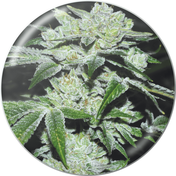 Medical Seeds Sour Glue