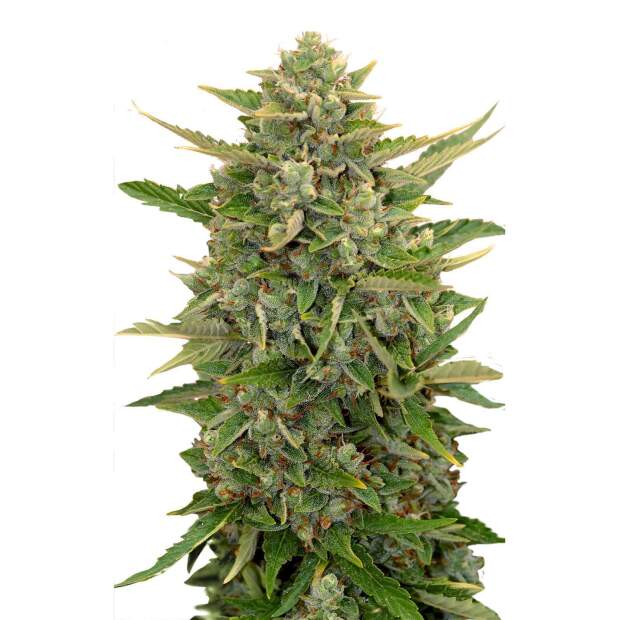 Mr. Hide Seeds Auto Amnesia