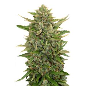 Mr. Hide Seeds Auto Amnesia