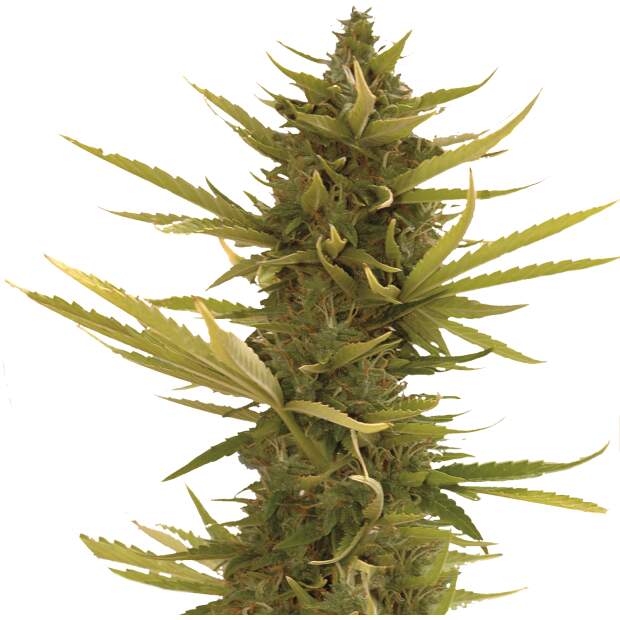 Mr. Hide Seeds Auto Black Banana