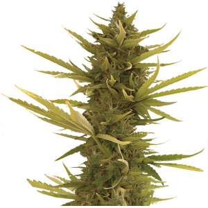 Mr. Hide Seeds Auto Black Banana