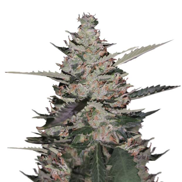 Mr. Hide Seeds Auto Gelato Ice USA