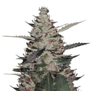 Mr. Hide Seeds Auto Gelato Ice USA
