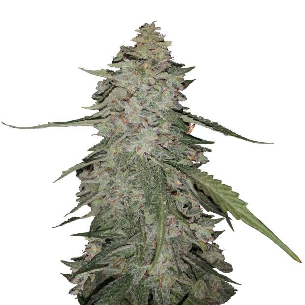 Mr. Hide Seeds Auto Gorilla Cream USA