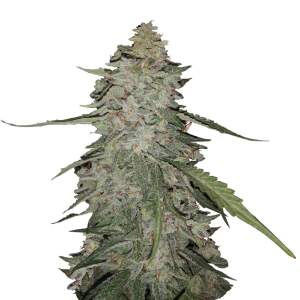Mr. Hide Seeds Auto Gorilla Cream USA