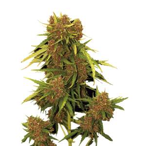 Mr. Hide Seeds Auto Kritical Red