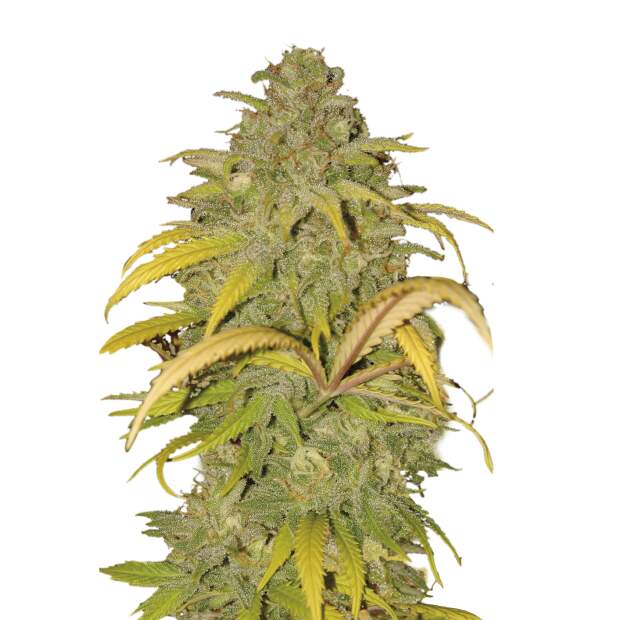 Mr. Hide Seeds Auto Northern Cream