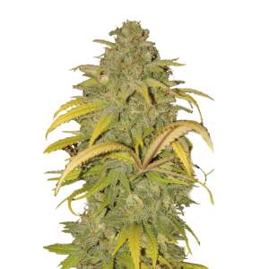 Mr. Hide Seeds Auto Northern Cream