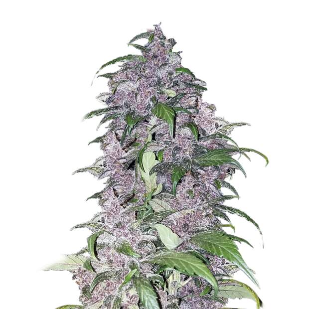 Mr. Hide Seeds Auto Tripin 25 USA