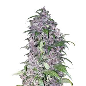 Mr. Hide Seeds Auto Tripin 25 USA