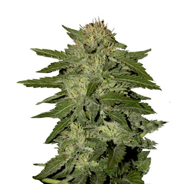 Mr. Hide Seeds Auto White Widow
