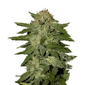 Mr. Hide Seeds Auto White Widow