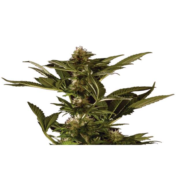 Mr. Hide Seeds Auto Winweed CBD