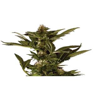 Mr. Hide Seeds Auto Winweed CBD