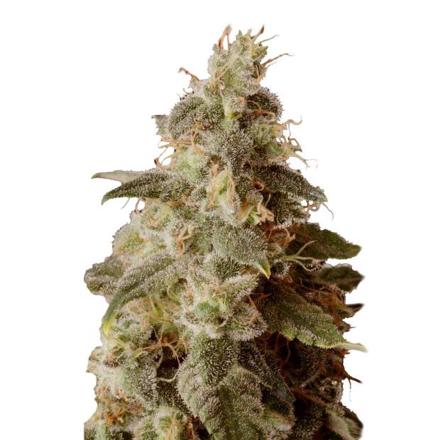Mr. Hide Seeds Full Moon CBD