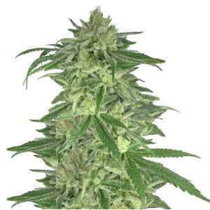 Mr. Hide Seeds Mr Gorilla Cream