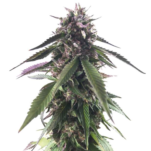 Mr. Hide Seeds Mr. Blueberry Bud
