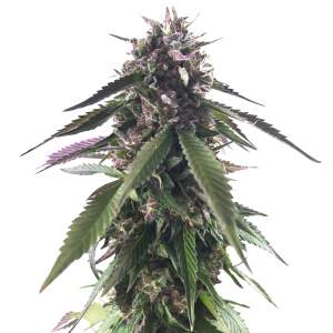 Mr. Hide Seeds Mr. Blueberry Bud