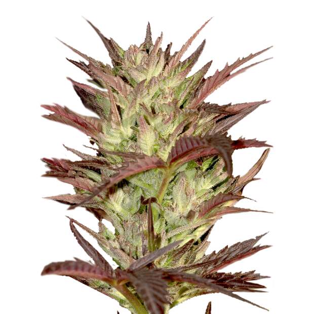 Mr. Hide Seeds Mr. Jekyll Kush