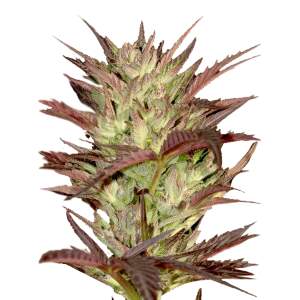 Mr. Hide Seeds Mr. Jekyll Kush