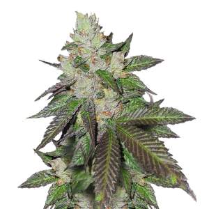 Mr. Hide Seeds Mr. White Widow +