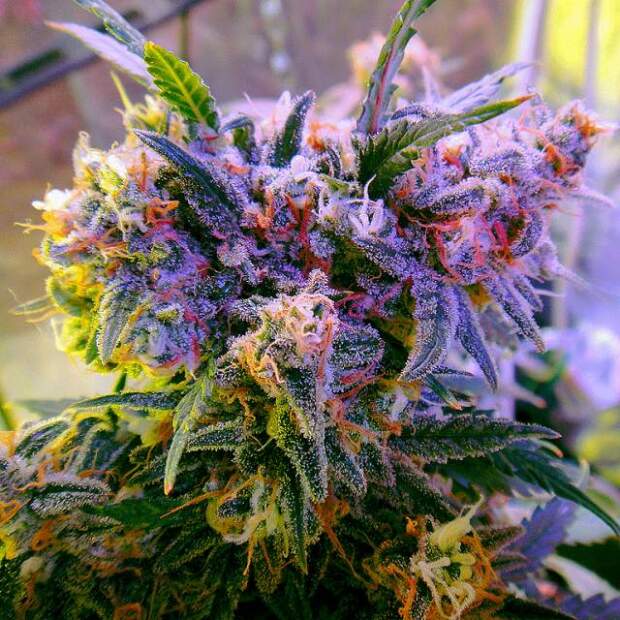 Nirvana Aurora Indica