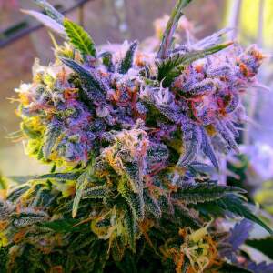 Nirvana Aurora Indica