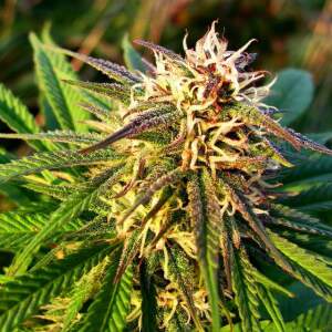 Nirvana Auto Blue Mystic