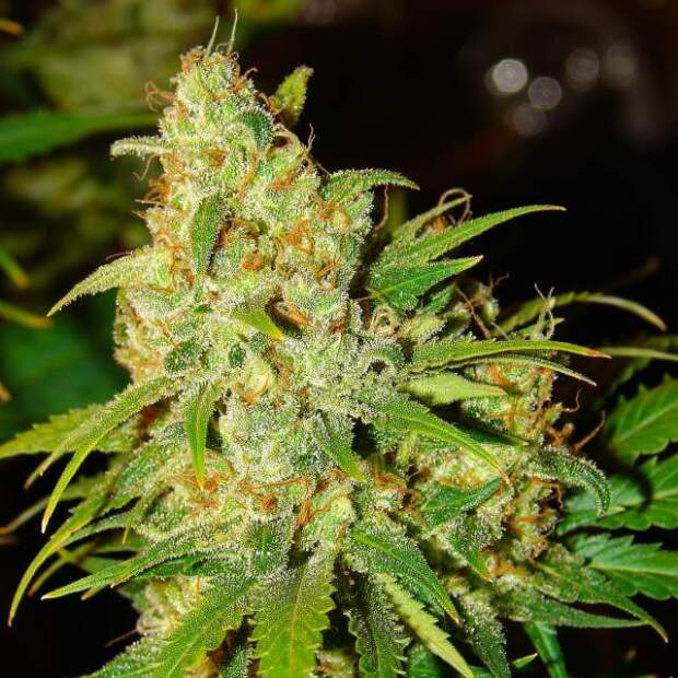 Nirvana Auto Bubblelicious