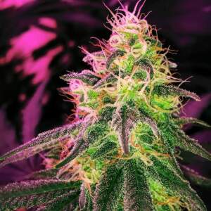 Nirvana Blackjack