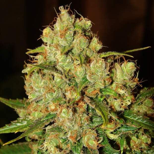 Nirvana Master Kush
