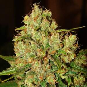 Nirvana Master Kush