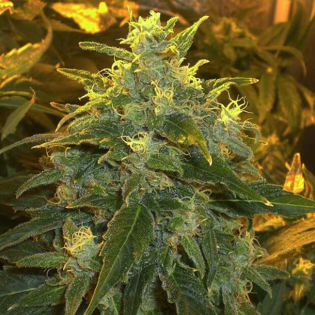 Nirvana Northern Light