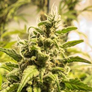Nirvana Somango XXL