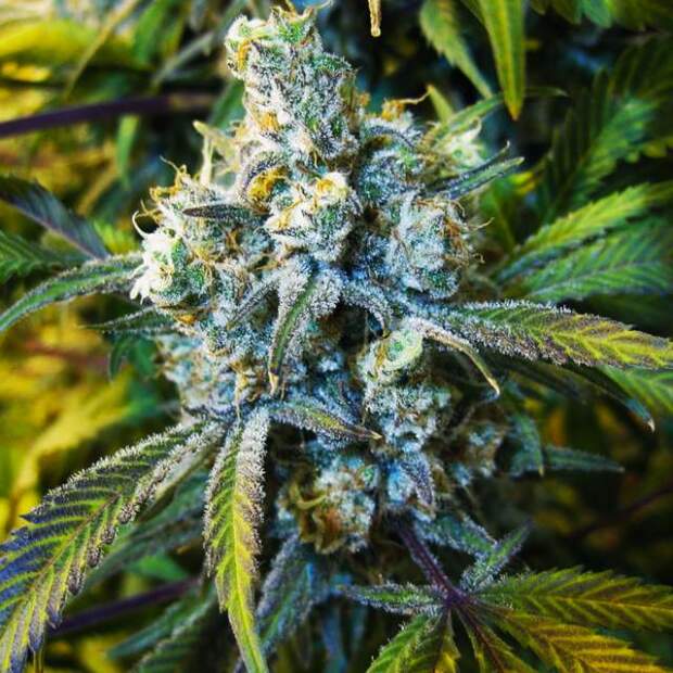 Nirvana Super Silver Haze